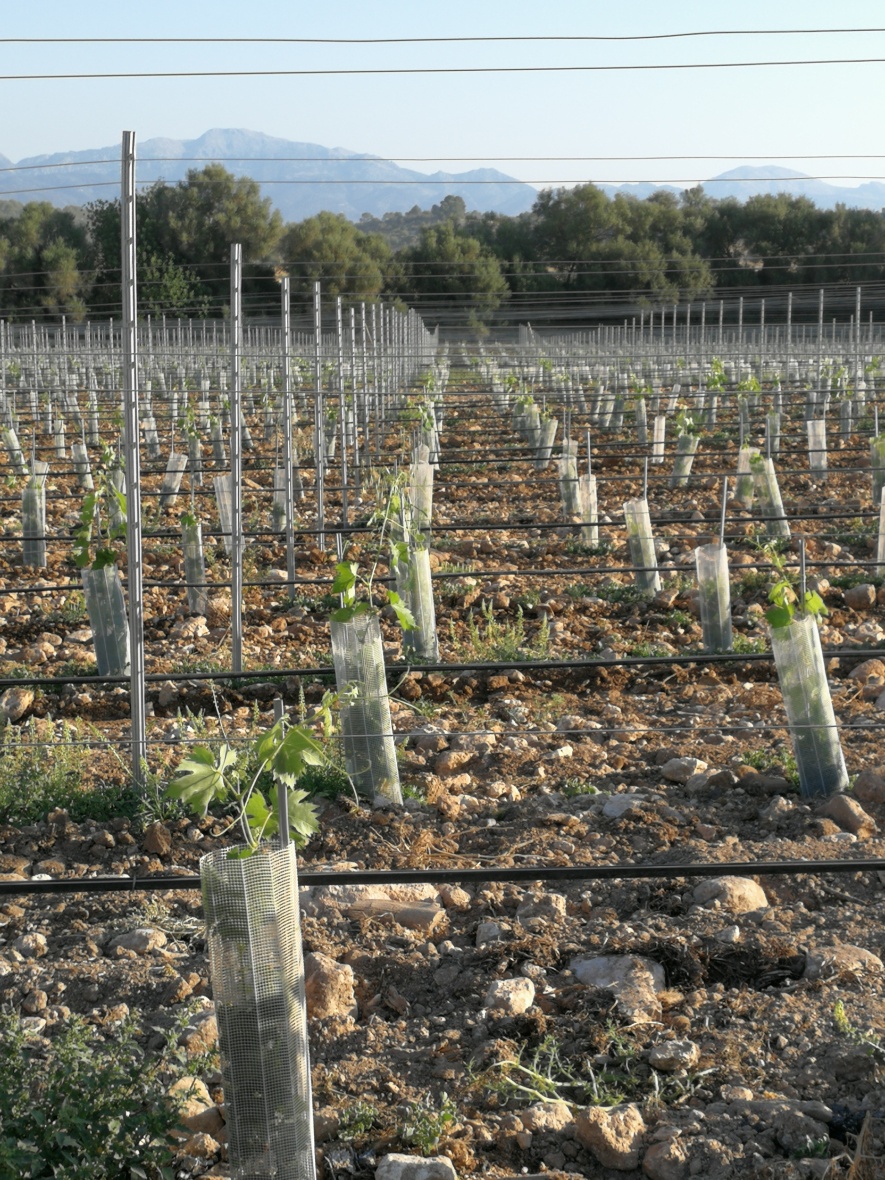 Vineyard at Finca Serena